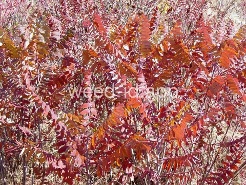 sumac, smooth